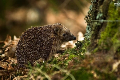 Hedgehog Wallpapers   Animal Wallpapers