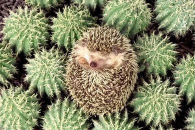Download Wallpapers 1366x768 Hedgehog, Cactus, Spines, Lie Laptop ...
