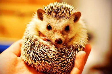 Baby Hedgehog   Wallpaper.