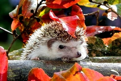 Hedgehog Computer Wallpapers, Desktop Backgrounds