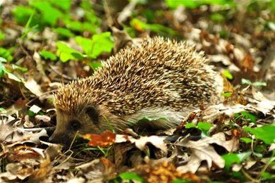 75 Hedgehog HD Wallpapers