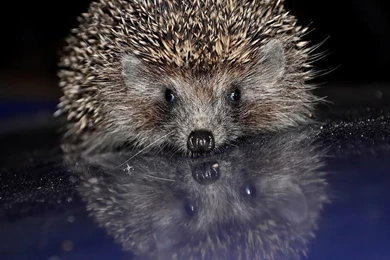 Hedgehog Wallpapers   Animal Wallpapers