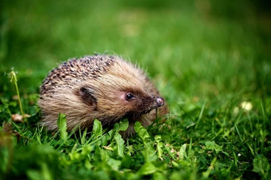 Hedgehog Computer Wallpapers, Desktop Backgrounds