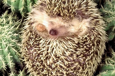 Download Wallpapers 1080x1920 Hedgehog, Cactus, Spines, Lie Sony ...