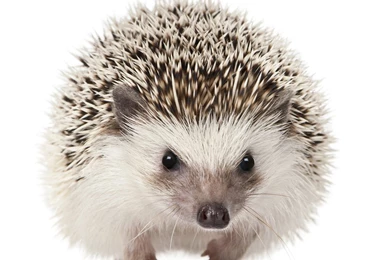 Hedgehog 1366x768px