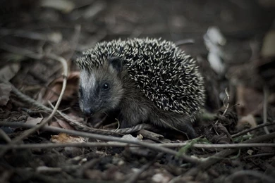 Escaping The Hedgehog Wallpapers And Images Wallpapers, Pictures ...
