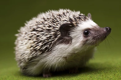 Hedgehog Wallpapers, Desktop Wallpapers » GoodWP.com