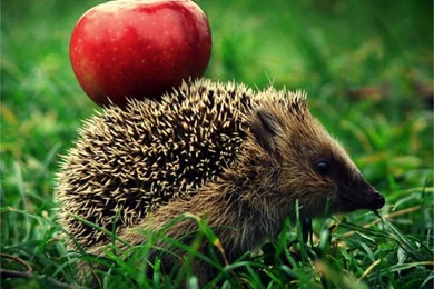 Download Funny Hedgehog Cute Animal Wallpapers Free