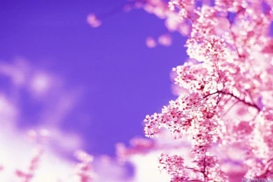 HD Quality Beautiful Spring 6 Wallpapers HD   SiWallpapers 35