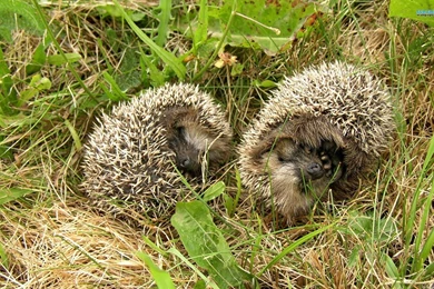 Hedgehogs Wallpapers   Funny Wallpapers
