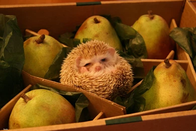 B_a hedgehog and pears.jpg