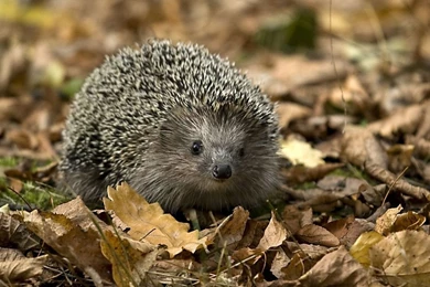 Hedgehog In The Foliage Widescreen Wallpapers