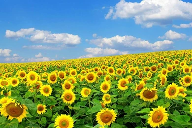 Spring Flowers Desktop Wallpapers   Splendid Wallpapers HD