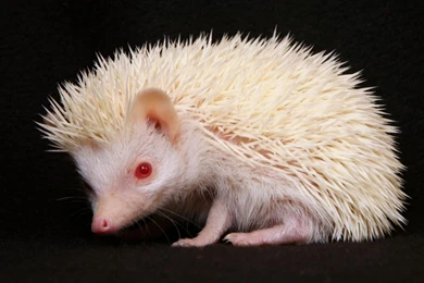 Hd Hedgehog Wallpapers