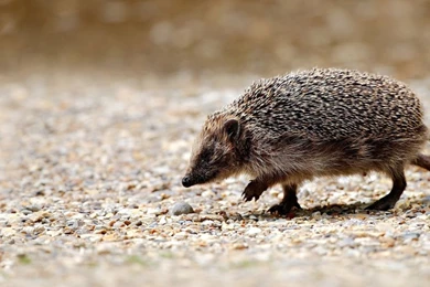 1600x900 Hedgehog Walking Wallpapers