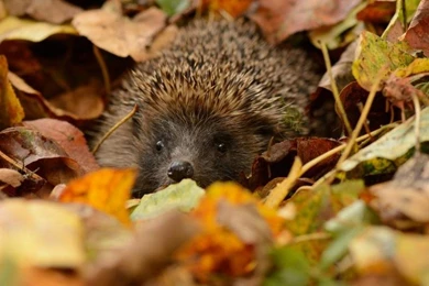 Hedgehog Hidden, Leaves Wallpaper,Hedgehog Wallpaper,Hidden ...
