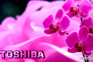 Free Toshiba Laptop Desktop Wallpapers Nature, Animated Mix Photos ...