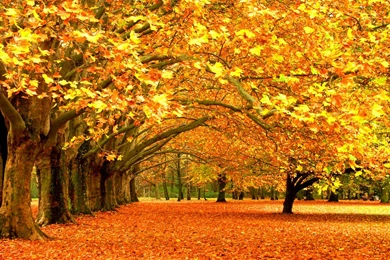 Fall Leaves Hd Wallpapers Page 0