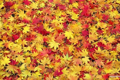 Fall Foliage Wallpapers For Desktop