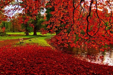 Fall Leaves Wallpapers Desktop Backgrounds