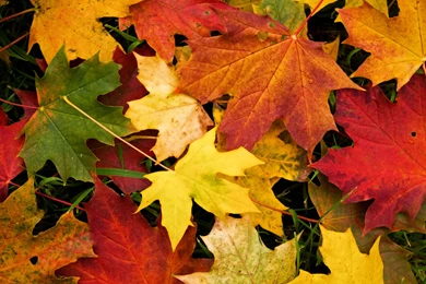 Fall Leaf Wallpapers Full HD