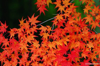 Fall Leaves Wallpapers   Vivid Foliage Wallpapers 1440x900 NO.30 ...