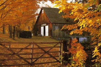 Falling Leaves Wallpaper 01