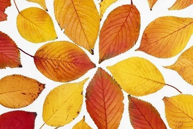 Autumn Impression   Autumn Shot   Wallcoo.net