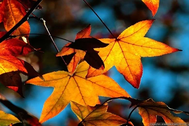 Fall Leaves Wallpapers   Crazy Frankenstein
