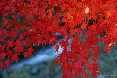 Fall Leaves Wallpapers   Vivid Foliage Wallpapers 1440x900 NO.2 ...