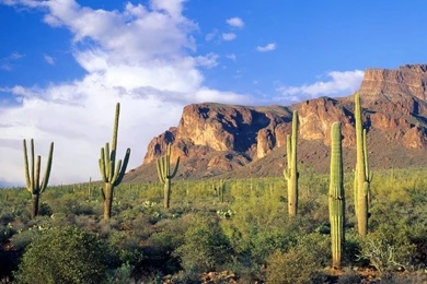 Mountains Clouds Landscapes Forests Arizona National Cactus Tonto ...
