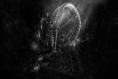 Xenomorph Wallpapers 1600x900   Alien / Aliens Wallpapers (35162966 ...