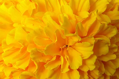 Yellow Flower HQ Wallpapers