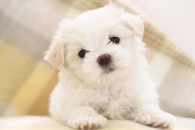 Maltese Puppy Wallpapers