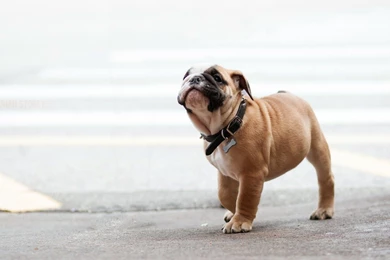 Puppy Wallpapers Hd Jpg   PowerballForLife