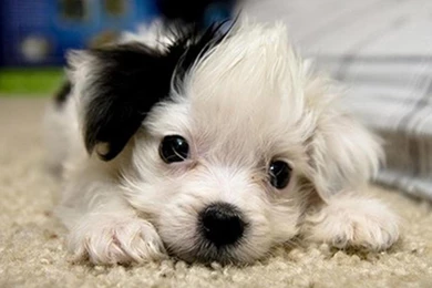 Cute Christmas Puppies 8376 Hd Wallpapers   PowerballForLife