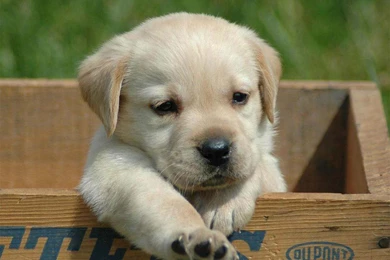 Cute Puppy Wallpapers Desktop Hd Wallpapers Shoutot Com ...