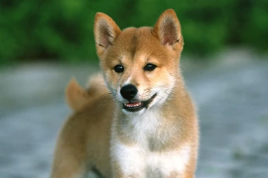 Free Download Shiba Inu Puppies Wallpapers HD