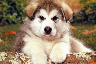 Free Alaskan Malamute Puppies Wallpapers HD