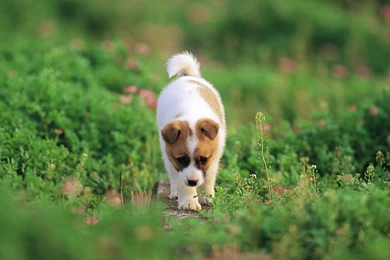 Puppy Wallpapers Cute