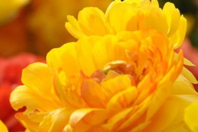 Beautiful Flowers Wallpapers Pictures PC Full HD Wallpapers ...