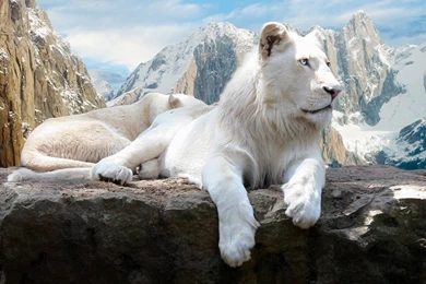 Desktop extreme quality beautiful lion 170696.jpg