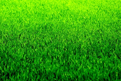 Lawn Grass Textures