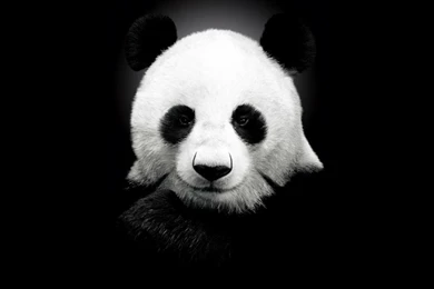 Panda Bear HD Desktop Wallpapers : High Definition : Fullscreen ...