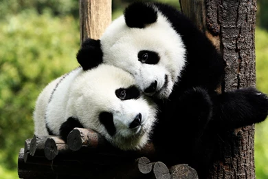 Panda Bears In Love Wallpapers   1525589