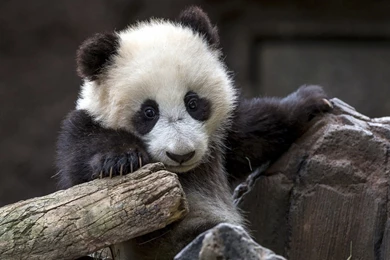 Panda Bear Desktop Wallpapers