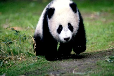 Panda Bears Wallpapers   Crazy Frankenstein