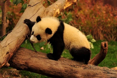 Adorable Panda Bear Wallpapers