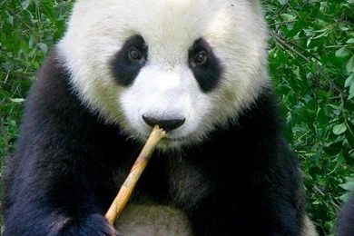 Panda Bear Wallpapers 1920x1200px