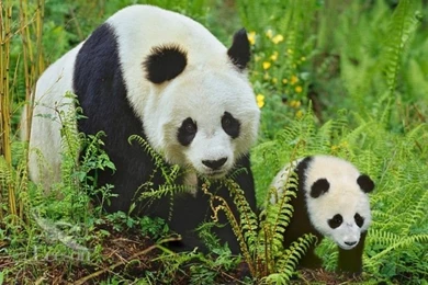 Lovable Panda Bear HD Wallpapers Free Download